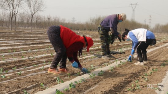 北京大兴区安定镇：机械化栽苗让春耕跑出“加速度”