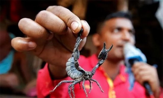 没有一只蝎子能活着走出<em>巴基斯坦</em>！每年数千万蝎子被当烟抽了