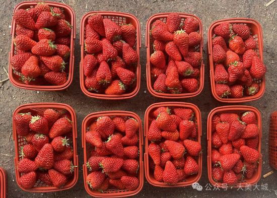 旺村镇：<em>草莓</em>采摘正当时 甜蜜经济促增收