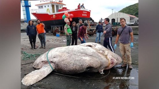 葡萄牙海域发现全球最重硬骨<em>鱼</em>，重达2.74吨