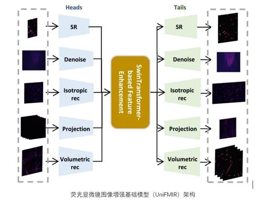 “国产设备+基础模型” 中国科学家团队让显微镜秒变高清相机