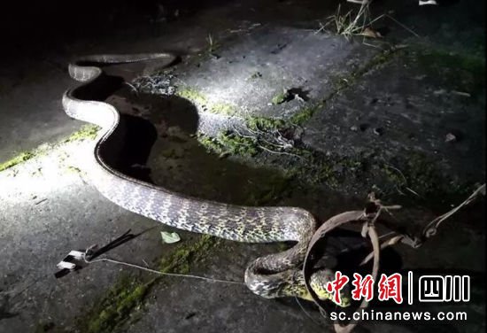 沙溪派出所救助一条国家保护动物“王锦蛇”