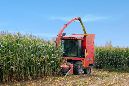 丰收“新”盛景丨青贮玉米收割忙 机器隆隆产业旺