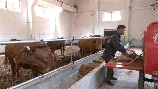 安顺经开区：“二八模式”助力肉牛养殖户致富增收-新华网