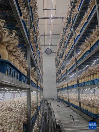 甘肃张掖：戈壁滩上“长出”蘑菇工厂
