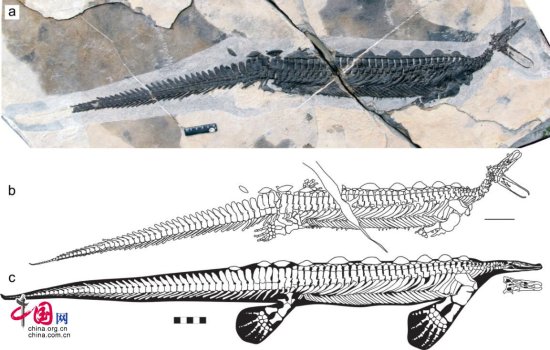 中国发现2.48亿年前头部像<em>鸭嘴兽</em>的龙化石