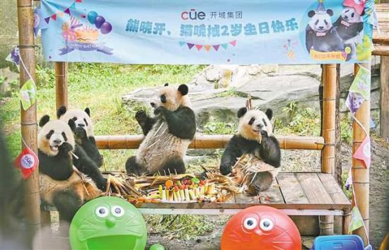 全国熊猫最多的城市动物园——重庆动物园大熊猫繁育背后<em>的故事</em>