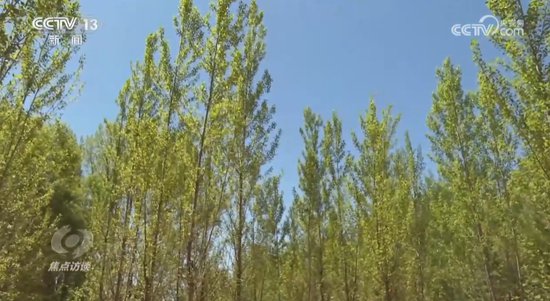 焦点访谈：全民植树增绿 共建美丽中国