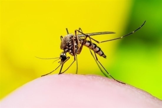 研究发现超过40℃<em>蚊子</em>将停止吸血活动：今年<em>蚊子</em>变少能解释通了