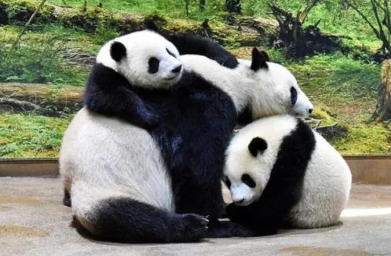 上野动物园的双胞胎大熊猫将从10日起尝试离开妈妈<em>独立生活</em>