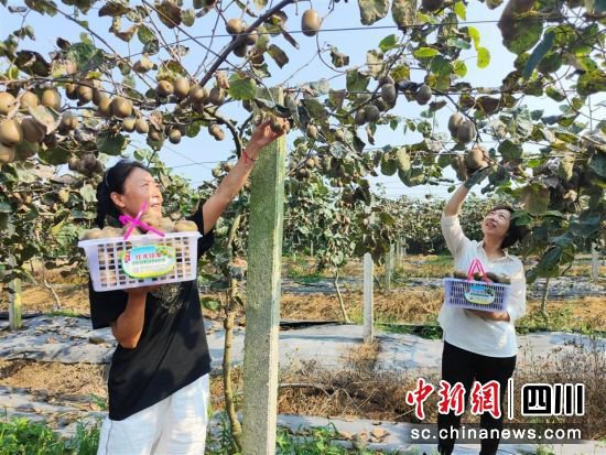 德阳旌阳：新品种猕猴桃喜获丰收 特色种植壮大富民产业