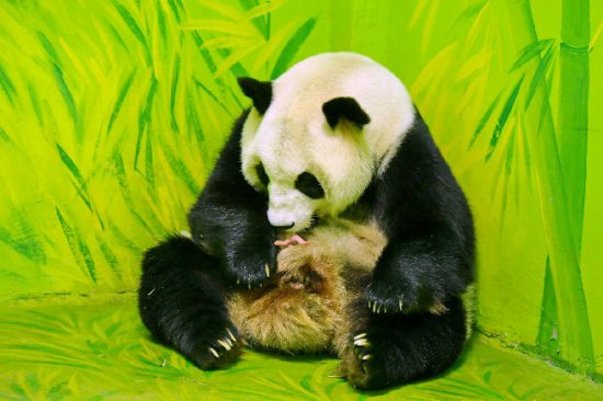 与国同庆！广东刚刚诞生一只大熊猫宝宝，<em>取名</em>为“国庆”
