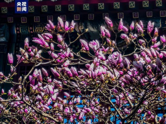 北京市属公园推出35处清明假期赏花踏青场所