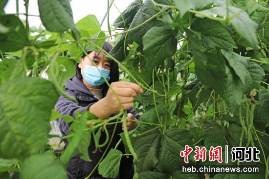 河北涿州设施瓜菜年产值超5亿元