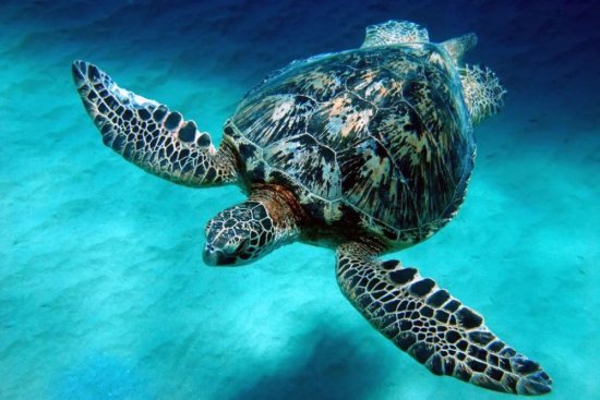 路痴的福音——探寻海龟长距离导航之谜