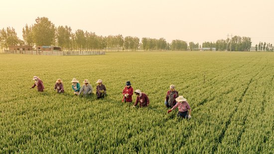 高质量发展看中国丨关于粮食生产这道“考题” 河南的三个“答案...