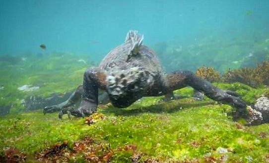 潜水员海底发现<em>恐龙</em>幼崽, 查证后发现原来是陆地毒物
