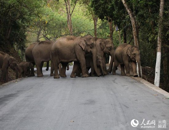 世界大象日即将到来 听听亚洲象<em>好玩或感人的</em>故事