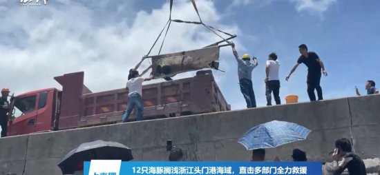 <em>浙江</em>临海渔业部门：搁浅死亡的3头鲸将被深埋处置