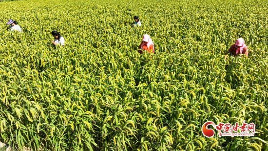 甘肃甘州：古法种植科学管护助增收