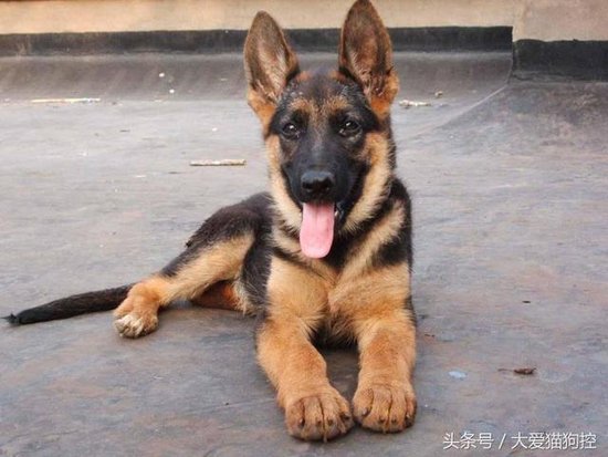 世界<em>最忠诚的狗狗排名</em>，中国“神犬”排前三！