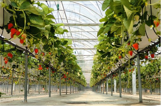 浙江平湖草莓棚里的高科技