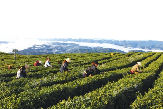 十堰发布8条特色茶文化旅游线路