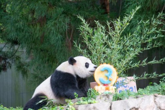 旅美大熊猫幼崽“小奇迹”庆祝3周岁生日 将于年底回国