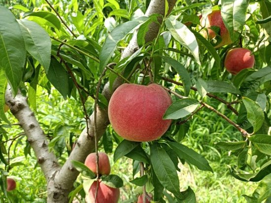 “甜蜜产业”提质增效，江苏桃体系高效栽培“种出”好果品