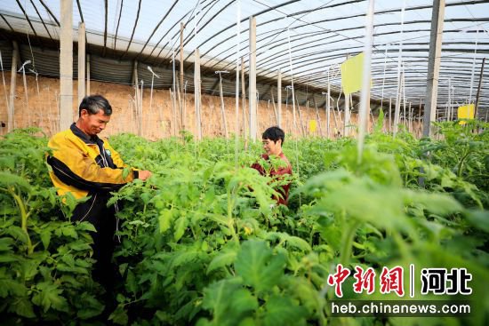 河北隆尧：发展设施蔬菜种植 促民增收