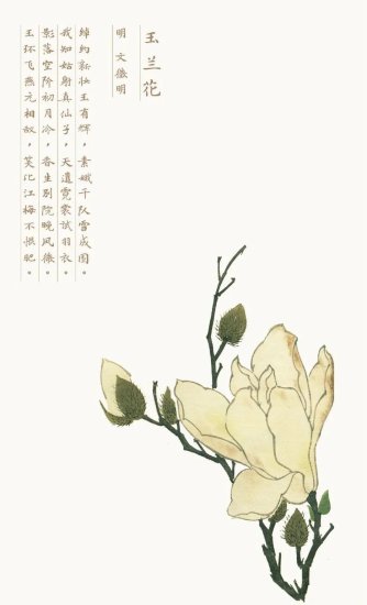 中国式浪漫，从中国花语开始