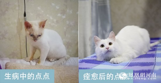 开封爱尚美甲：一猫一世界 美甲喵享受