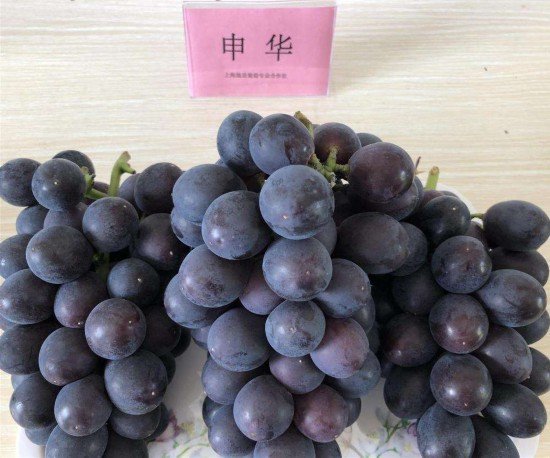 上海一批本土<em>葡萄品种</em>"现身江湖" 受消费者追捧