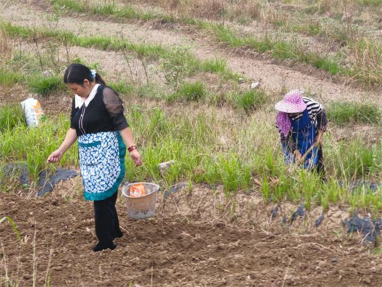 关岭：推广大豆玉米带状复合种植 助力农业增效农民增收-新华网