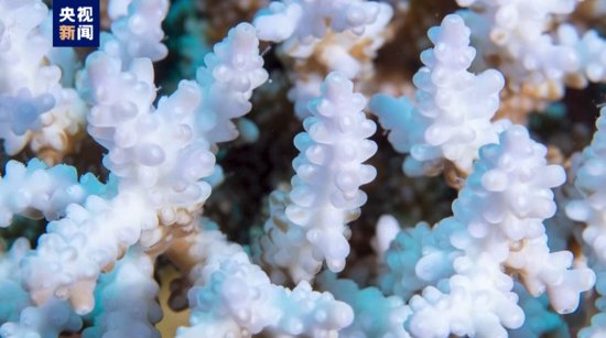 史上最严重 澳大利亚大堡礁遭遇大规模白化事件
