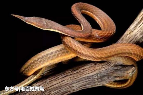 世界上最漂亮的14种<em>蛇</em>, 你会害怕<em>色彩</em>斑斓的它们吗