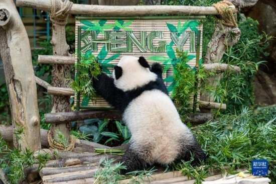 中国旅马大熊猫“靓靓”的第三只<em>宝宝取名</em>“升谊”