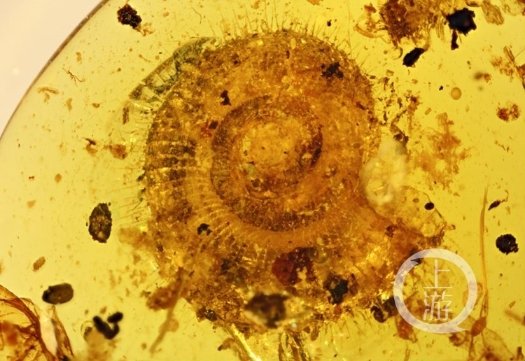 古生物学家发现带角质毛蜗牛琥珀“年龄”上亿岁