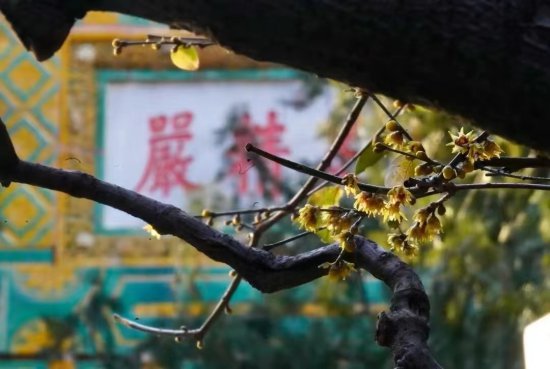 京城新鲜事｜北京欢乐谷取消跨年活动，已购票游客可申请退款
