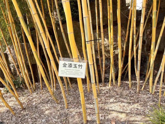 长江以北<em>品种</em>最多、规模最大这家竹园拥有120多种观赏竹