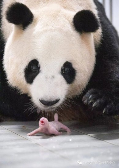 旅韩大熊猫“华妮”诞下一对雌性双胞胎幼崽，情况稳定
