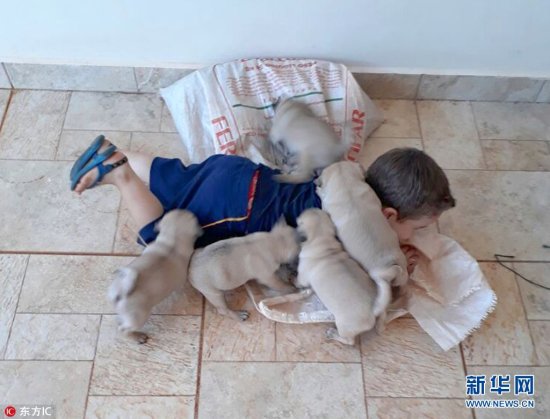 巴西两岁<em>小男孩和</em>5只小狗狗玩耍 画面好有爱