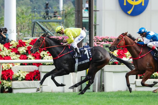 深一度｜香港赛马国际赛，为中国马产业开拓一条通路