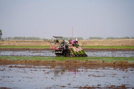 梧桐河农场：新质生产力助力单产提升