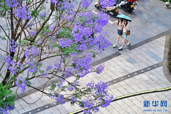 重庆：蓝花楹开城市美