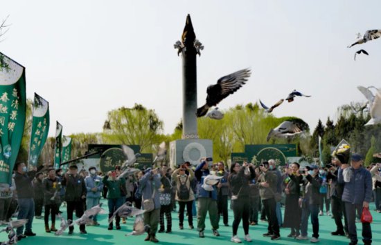 今天，北京举行生态葬清明公祭！2024只祈福鸽带去思念