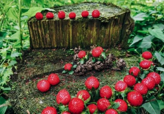 农村常见的野果子“蛇莓”<em>能吃吗</em>？蛇莓真的像大人说的<em>有毒吗</em>？