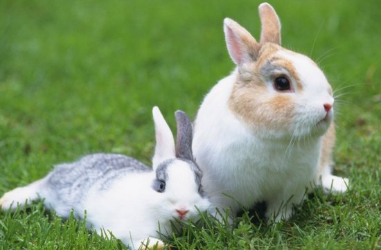 属兔的人最好和什么属相结婚？