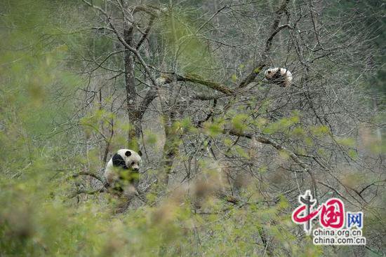 大熊猫国家公园唐家河片区大熊猫母子同行