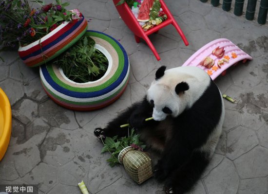 沈阳：大熊猫“冰华”<em>九岁</em>生日 工作人员准备蔬果冰蛋糕为其庆生